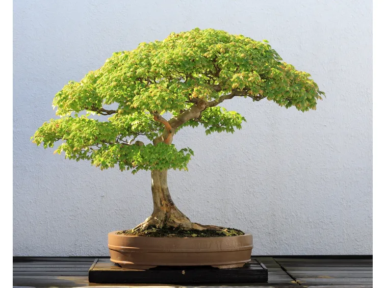La luce naturale favorisce la crescita dei bonsai