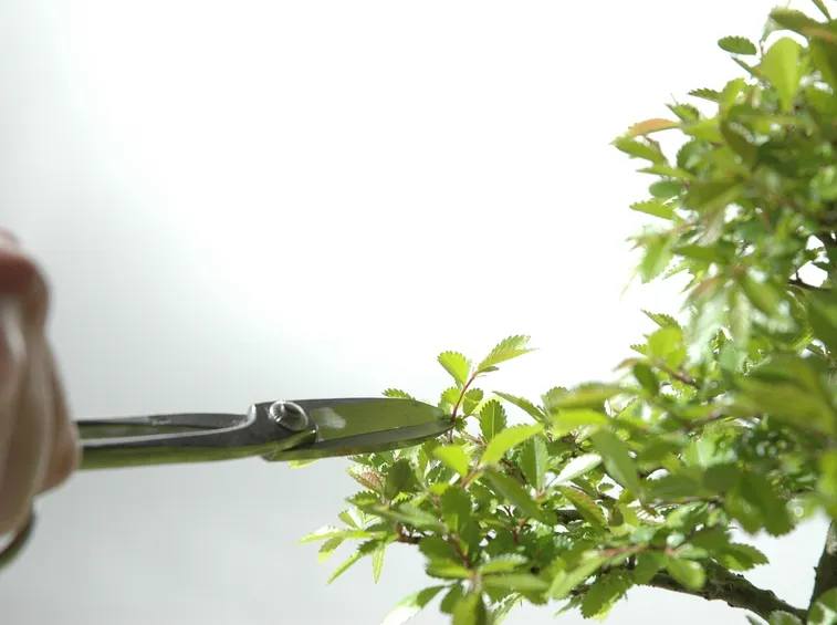 La potatura è essenziale per mantenere sano e bello il bonsai