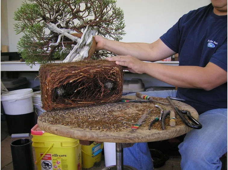 Fondamentale fare attenzione durante le fasi di reinvaso del bonsai
