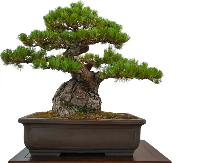 Bonsai di Pino Nero