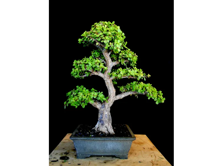 Bonsai Crassula Portulacaria