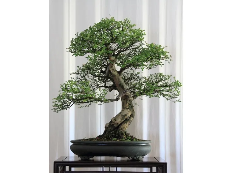 Bonsai di Olmo Cinese