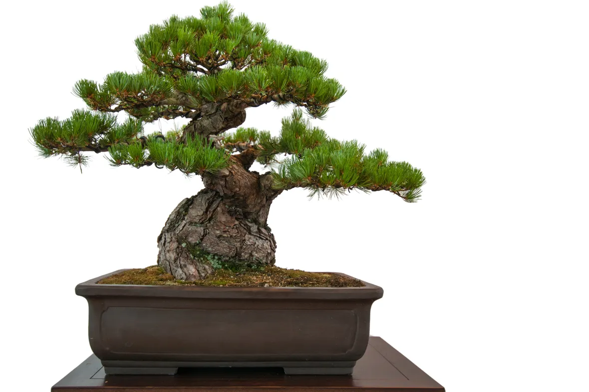 Bonsai di Pino Nero