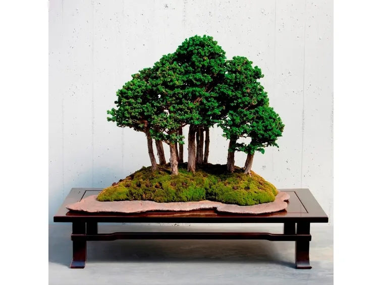Un esempio di bonsai dell'azienda Crespi