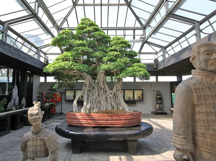 Una sala del museo di bonsai dell'azienda Crespi