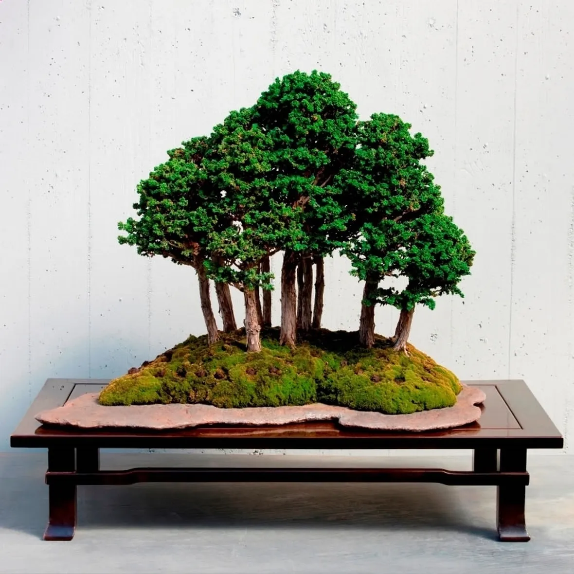 Un esempio di bonsai dell'azienda Crespi