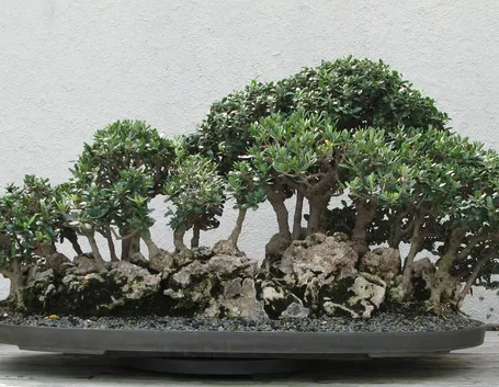 Bonsai olivo