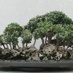 Bonsai olivo