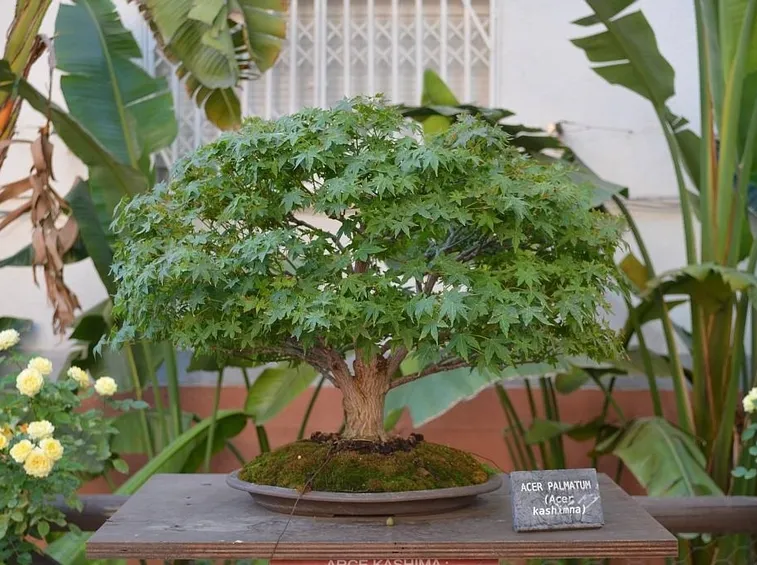 Acer palmatum