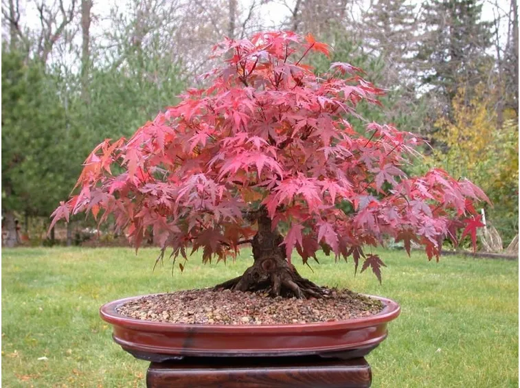 Acero rosso