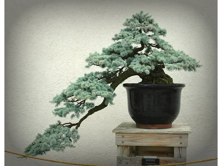 Bonsai a cascata
