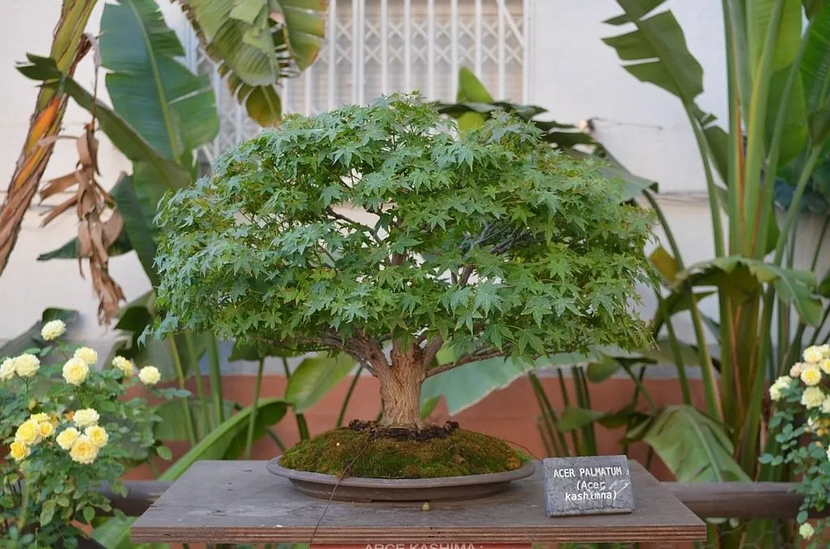 Acer palmatum