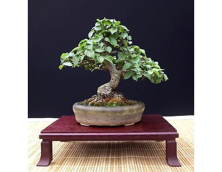 Specie di Olmo bonsai