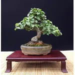 Specie di Olmo bonsai