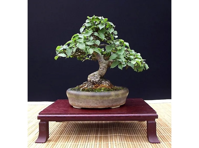 Specie di Olmo bonsai