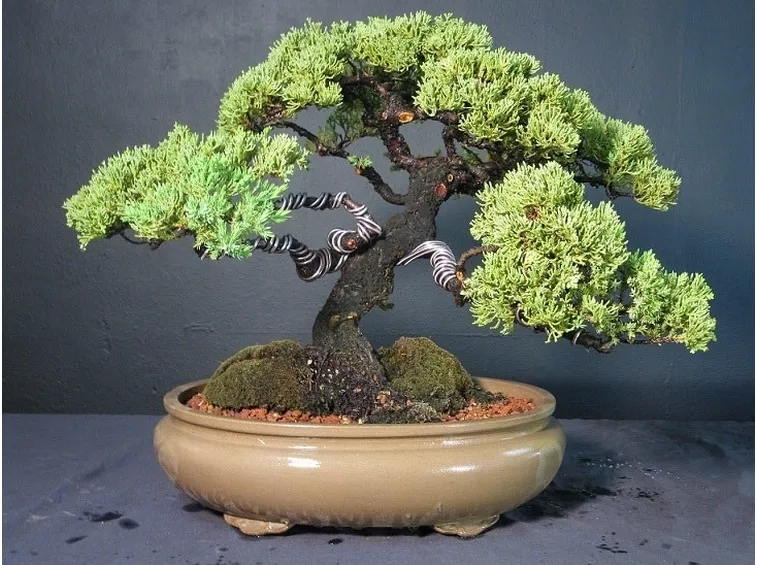 Esemplare di Olmo bonsai