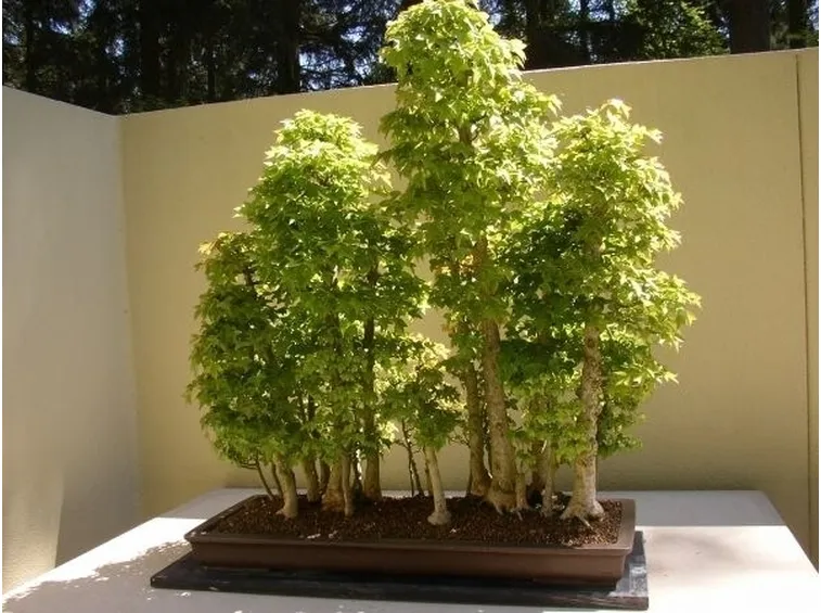 Esemplari di Olmo bonsai