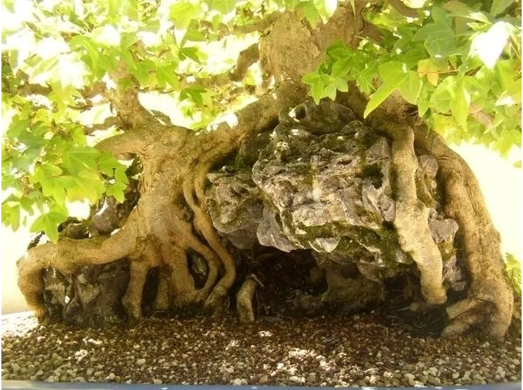 Radici e fronde di Olmo bonsai