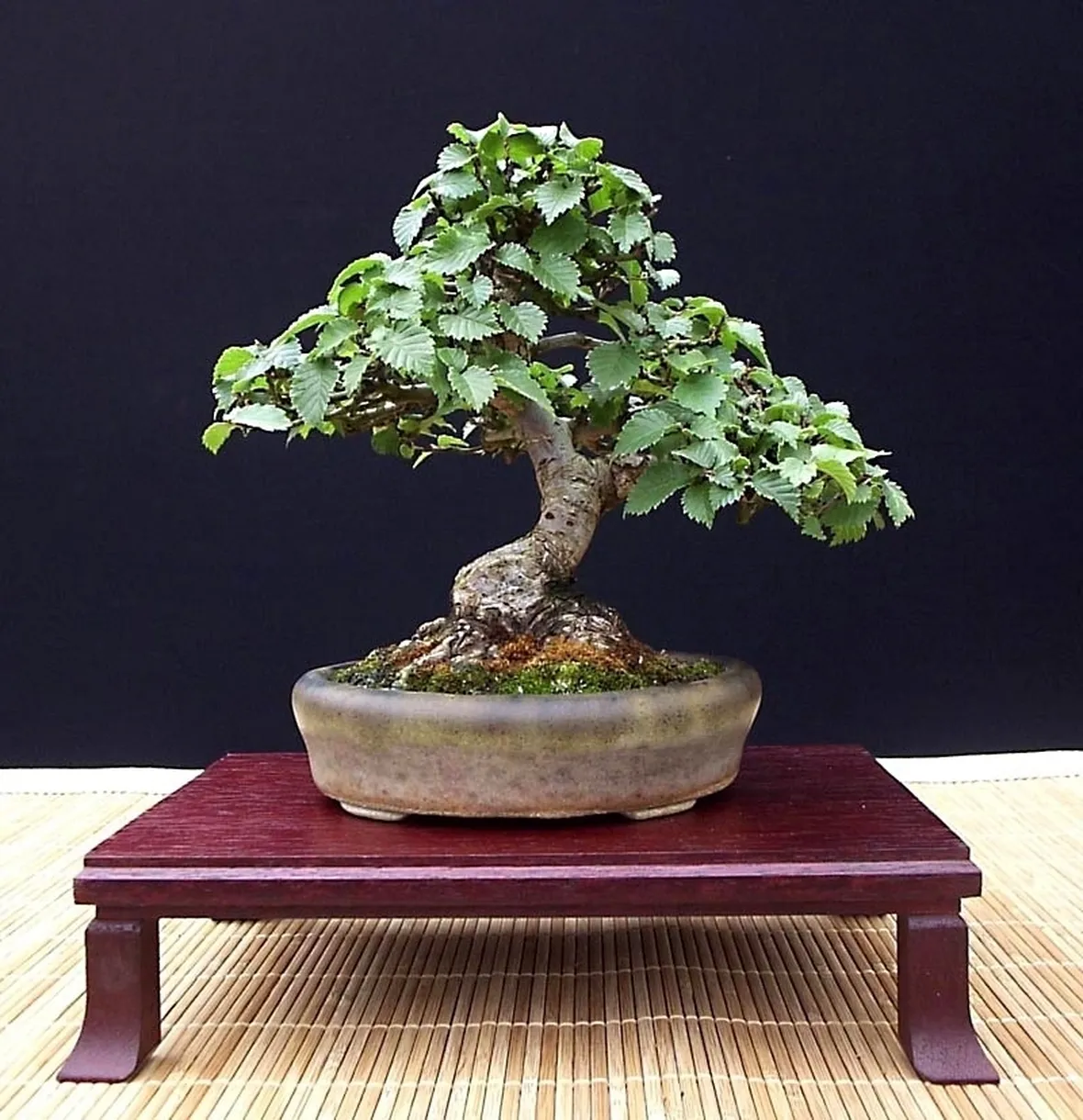 Specie di Olmo bonsai