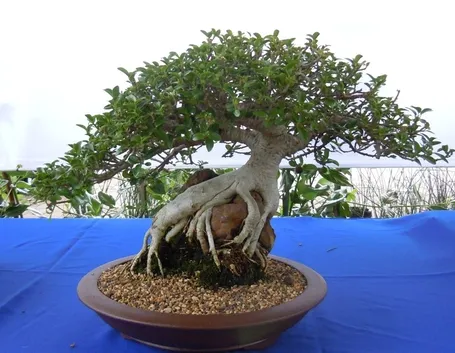 ficus bonsai in un vaso