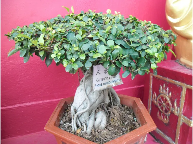 ginseng ficus in un vaso