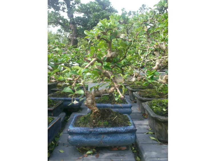 carmona bonsai in vaso blu