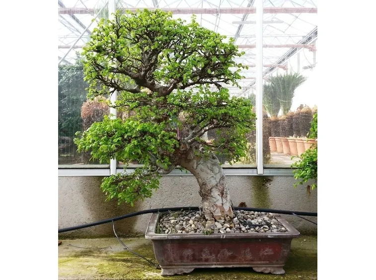 olmo bonsai cinese