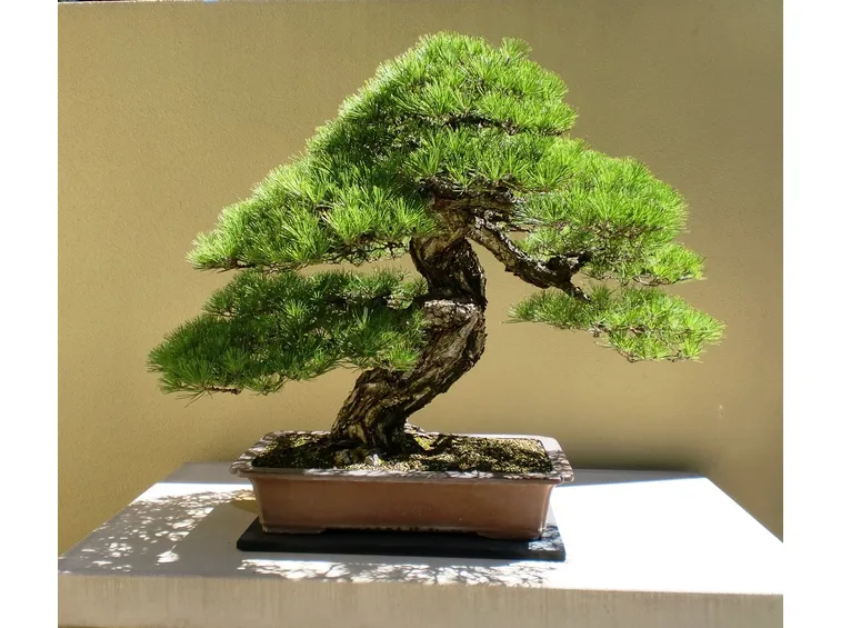 Un bonsai