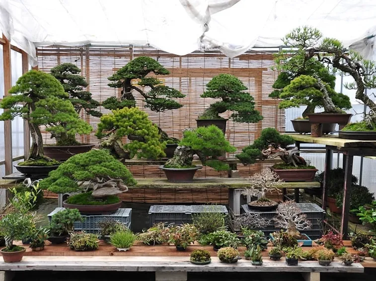 Vendita di bonsai