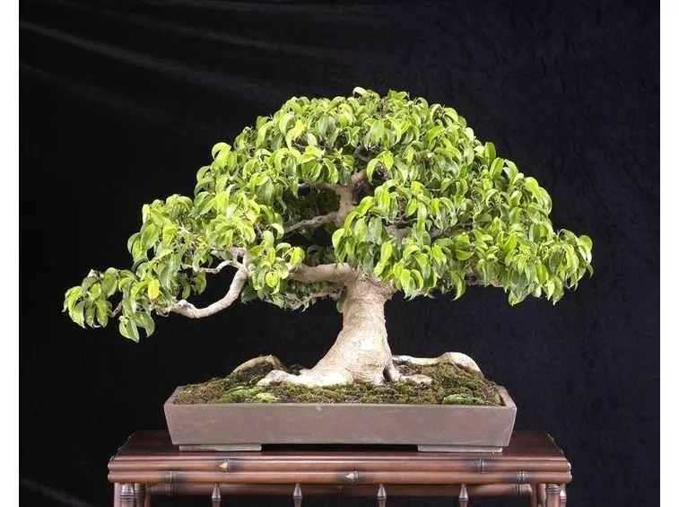 Un bonsai