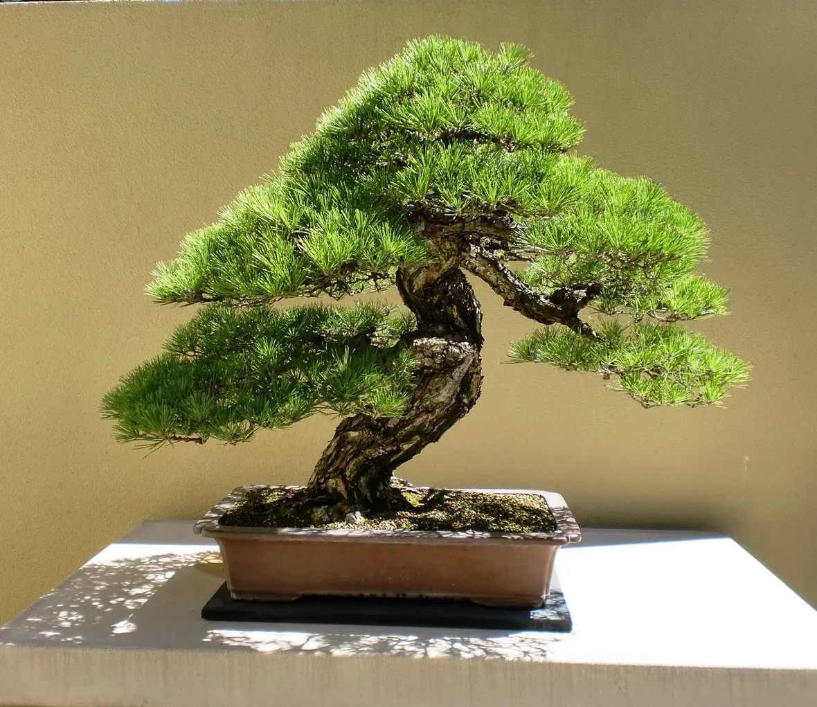 Un bonsai