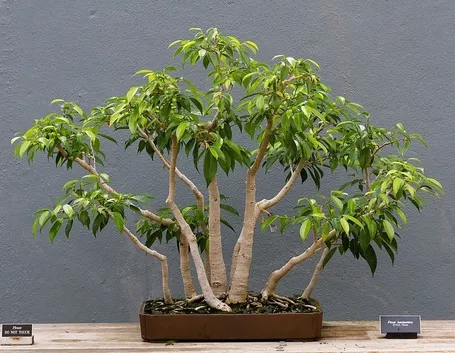Bonsai Ficus Benjamin o Benjamina
