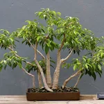 Bonsai Ficus Benjamin o Benjamina