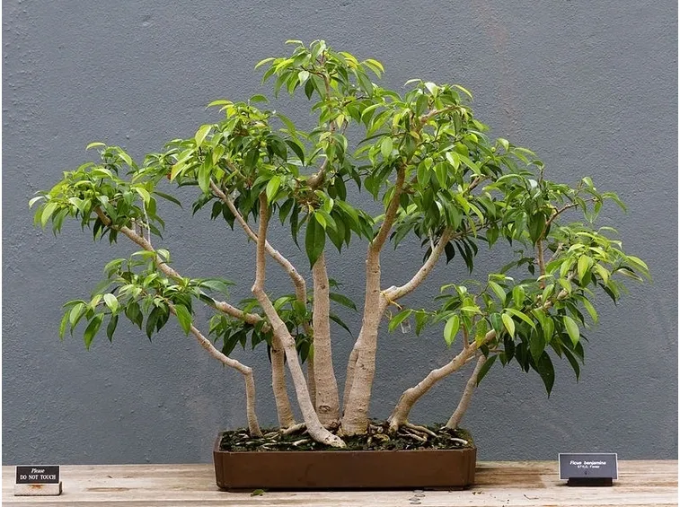 Bonsai Ficus Benjamin o Benjamina
