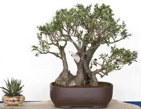 Un bonsai di olivo