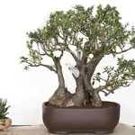 Un bonsai di olivo