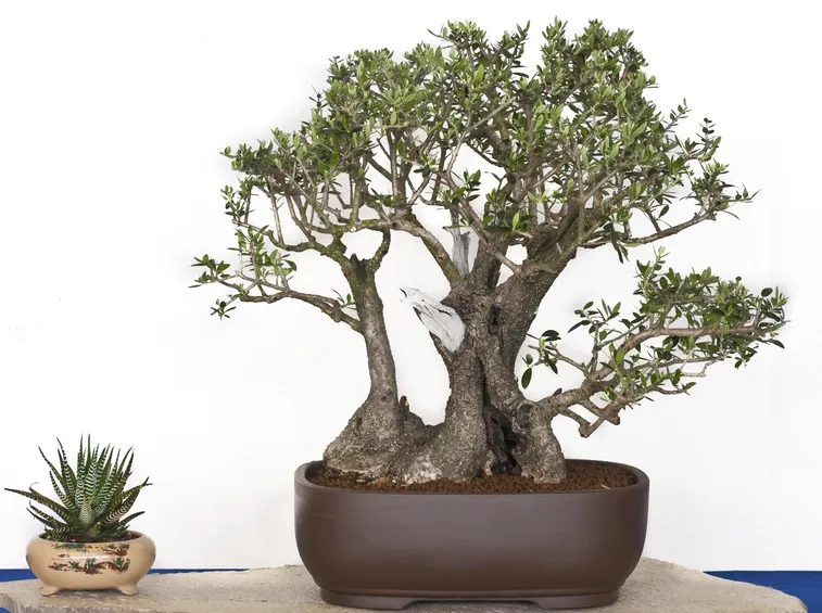Un bonsai di olivo