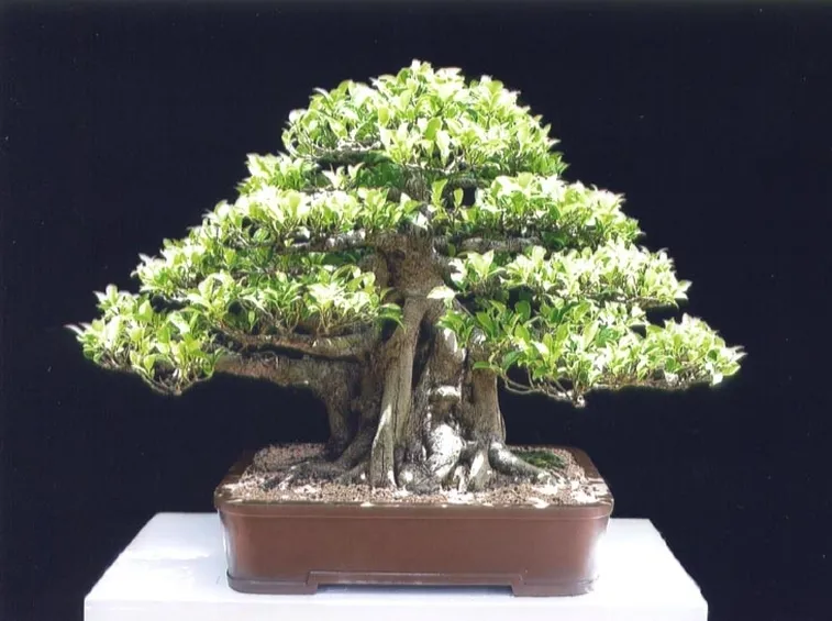 Un bonsai di ficus