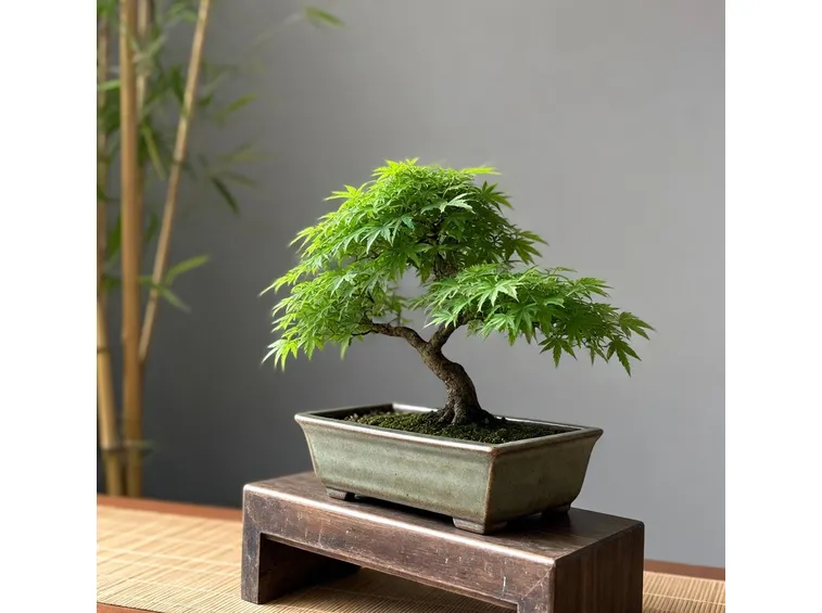 Un esempio di bonsai dalla chioma uniforme