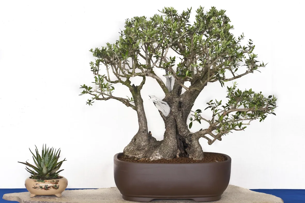 Un bonsai di olivo