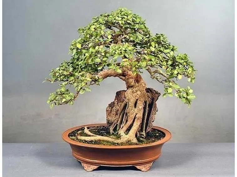 splendido bonsai