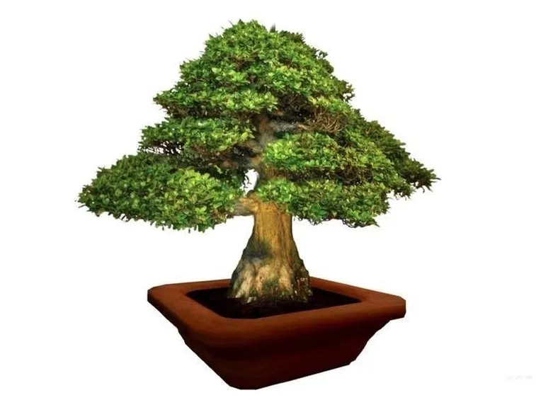 ficus bonsai