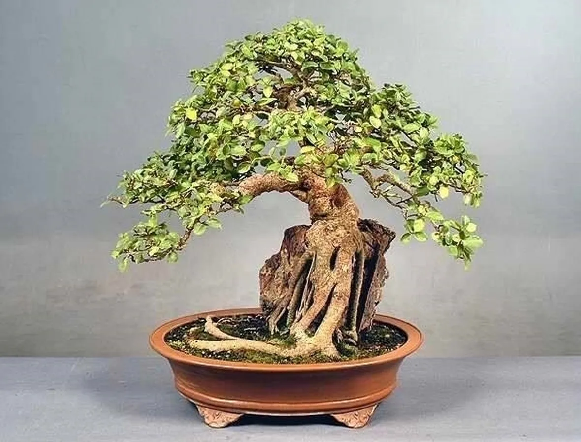 splendido bonsai