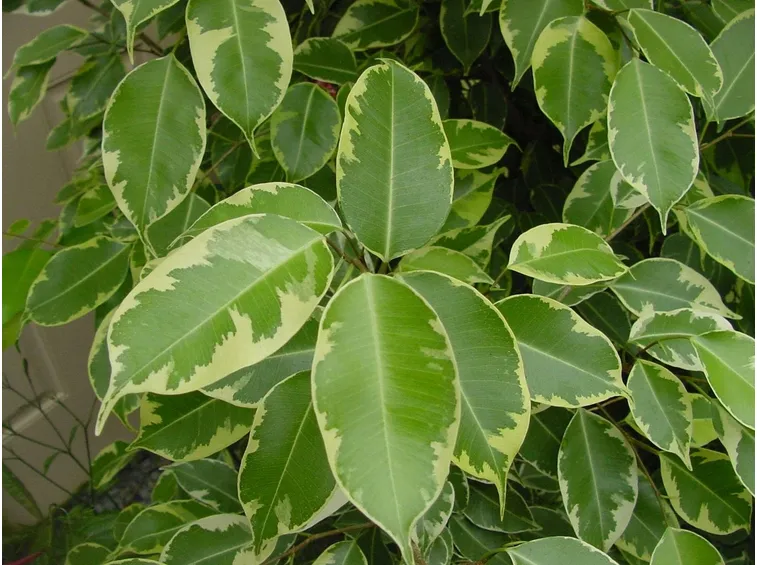 Ficus benjamin malattie