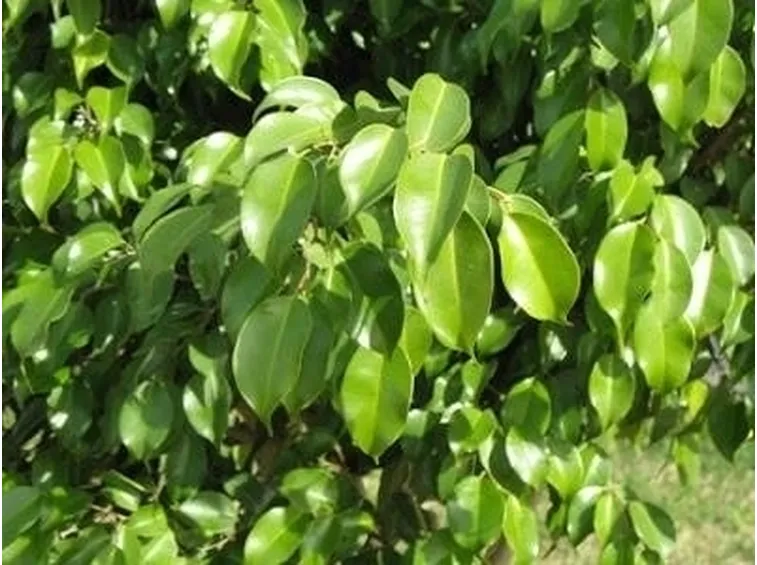 Ficus benjamin malattie