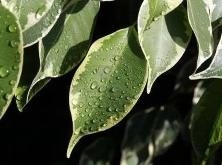 Ficus benjamin malattie