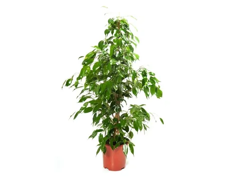 ficus benjiamina