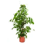 ficus benjiamina