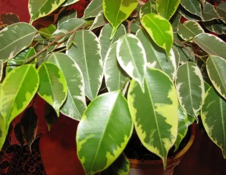 foglie ficus benjamina natasja