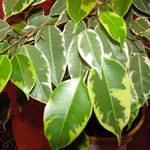 foglie ficus benjamina natasja